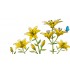 Sticker decorativ, Crin, 150 cm, 397STK-1