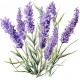 Sticker decorativ, Lavanda, Mov, 62 cm, 1339STK-5